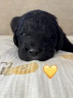 Corvette , a female Saint Berdoodle for sale in Lexington, KY – 10 of 10