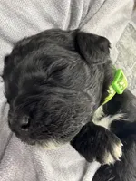 New Litter , a  Saint Berdoodle for sale in Lexington, KY – 3 of 6