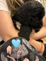 Galaxy , a female Saint Berdoodle for sale in Lexington, KY – 10 of 10