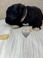 Cobra, a male Saint Berdoodle for sale in Lexington, KY – 3 of 7