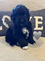 Cobra, a male Saint Berdoodle for sale in Lexington, KY – 2 of 10