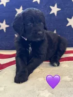 Nova , a female Saint Berdoodle for sale in Lexington, KY – 4 of 10