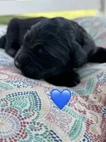 Scout, a male Saint Berdoodle for sale in Lexington, KY – 8 of 9