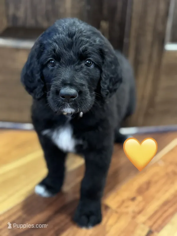 Corvette  – Saint Berdoodle puppy for sale in Lexington, KY