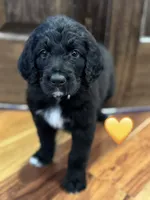Corvette , a female Saint Berdoodle for sale in Lexington, KY – 1 of 10