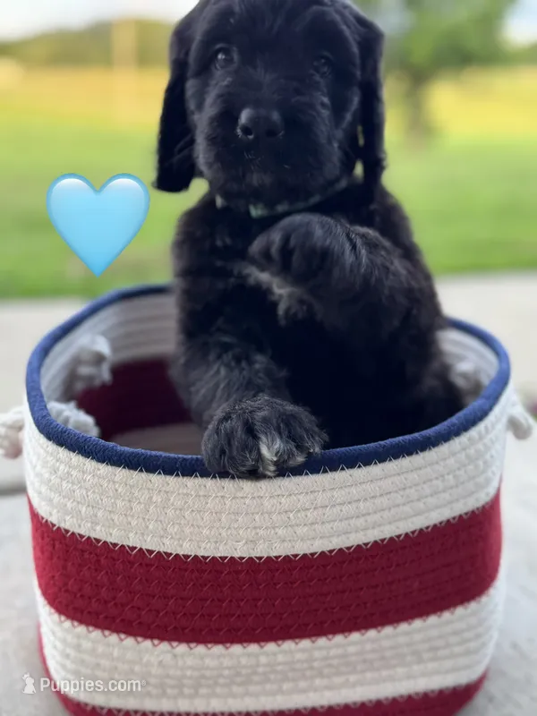 Galaxy – Saint Berdoodle puppy for sale in Lexington, KY