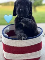 Galaxy, a female Saint Berdoodle for sale in Lexington, KY – 1 of 7