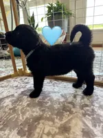 Galaxy, a female Saint Berdoodle for sale in Lexington, KY – 8 of 9