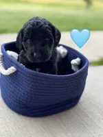 Galaxy , a female Saint Berdoodle for sale in Lexington, KY – 6 of 10