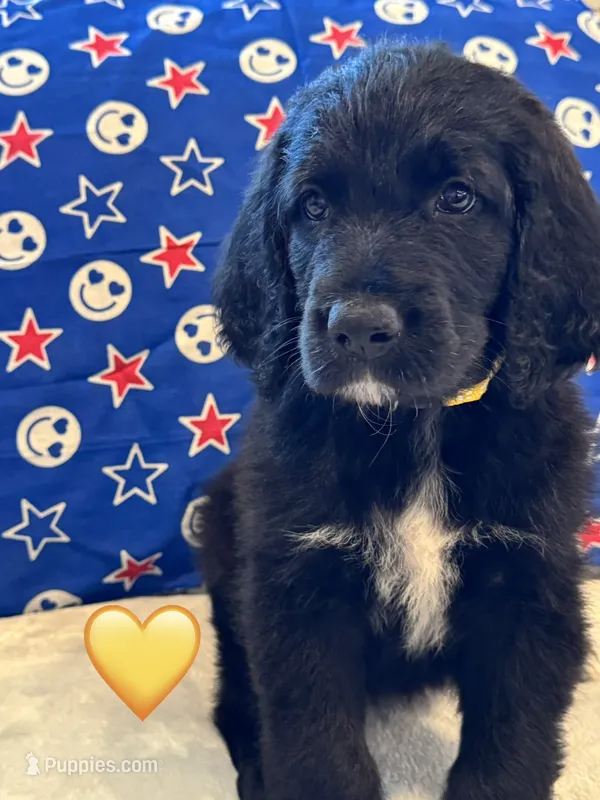 Corvette  – Saint Berdoodle puppy for sale in Lexington, KY