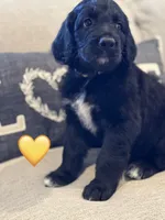 Corvette, a female Saint Berdoodle for sale in Lexington, KY – 7 of 10