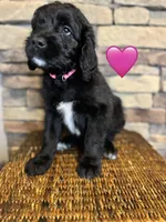 Rosita , a female Saint Berdoodle for sale in Lexington, KY – Photo 6 of 6