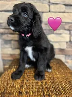 Rosita , a female Saint Berdoodle for sale in Lexington, KY – Photo 5 of 6