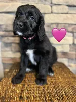 Rosita , a female Saint Berdoodle for sale in Lexington, KY – Photo 4 of 6