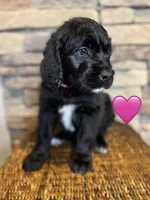 Rosita , a female Saint Berdoodle for sale in Lexington, KY – Photo 3 of 6