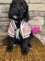 Rosita , a female Saint Berdoodle for sale in Lexington, KY – Photo 2 of 6