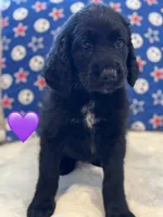 Nova 💜, a female Saint Berdoodle for sale in Lexington, KY – 2 of 10