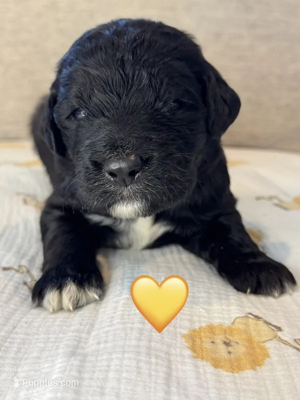 Corvette  – Saint Berdoodle puppy for sale in Lexington, KY