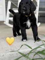 Corvette , a female Saint Berdoodle for sale in Lexington, KY – 4 of 10