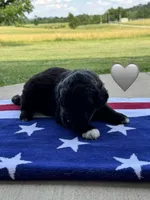 Cobra, a male Saint Berdoodle for sale in Lexington, KY – 2 of 10