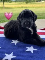Barracuda , a female Saint Berdoodle for sale in Lexington, KY – 4 of 10