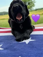 Nova , a female Saint Berdoodle for sale in Lexington, KY – 7 of 9