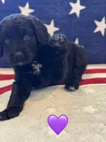 Nova , a female Saint Berdoodle for sale in Lexington, KY – 2 of 10