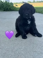 Nova , a female Saint Berdoodle for sale in Lexington, KY – 2 of 6