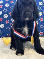 Corvette , a female Saint Berdoodle for sale in Lexington, KY – 6 of 10