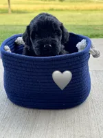 Cobra, a male Saint Berdoodle for sale in Lexington, KY – 4 of 10