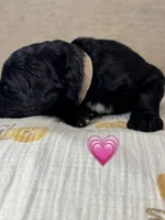 Barracuda , a female Saint Berdoodle for sale in Lexington, KY – 6 of 10