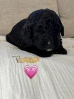 Barracuda , a female Saint Berdoodle for sale in Lexington, KY – 2 of 10