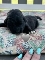 Cobra , a male Saint Berdoodle for sale in Lexington, KY – 3 of 4