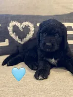 Galaxy, a female Saint Berdoodle for sale in Lexington, KY – 5 of 7