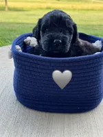 Cobra, a male Saint Berdoodle for sale in Lexington, KY – 6 of 10