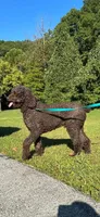 Judge , a male Saint Berdoodle for sale in Lexington, KY – 2 of 5