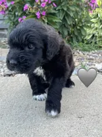 Cobra, a male Saint Berdoodle for sale in Lexington, KY – 4 of 9