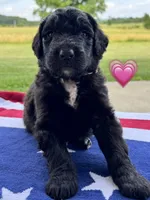 Barracuda , a female Saint Berdoodle for sale in Lexington, KY – 7 of 10