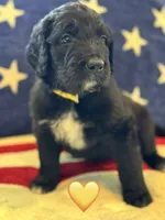Corvette , a female Saint Berdoodle for sale in Lexington, KY – 8 of 9