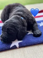 Scout, a male Saint Berdoodle for sale in Lexington, KY – 7 of 8