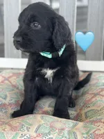 Galaxy , a female Saint Berdoodle for sale in Lexington, KY – 4 of 4