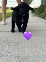 Nova, a female Saint Berdoodle for sale in Lexington, KY – 2 of 10