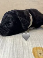 Cobra, a male Saint Berdoodle for sale in Lexington, KY – 2 of 7