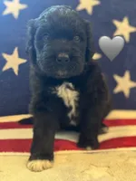 Cobra, a male Saint Berdoodle for sale in Lexington, KY – 8 of 9