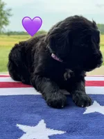 Nova , a female Saint Berdoodle for sale in Lexington, KY – 2 of 9