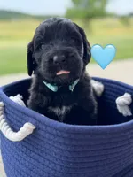 Galaxy , a female Saint Berdoodle for sale in Lexington, KY – 10 of 10