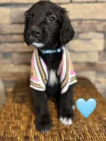 Nana , a female Saint Berdoodle for sale in Lexington, KY – Photo 2 of 9