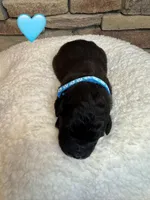 Nana , a female Saint Berdoodle for sale in Lexington, KY – Photo 9 of 9