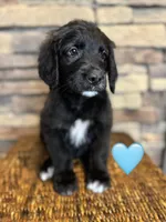 Nana , a female Saint Berdoodle for sale in Lexington, KY – Photo 5 of 9