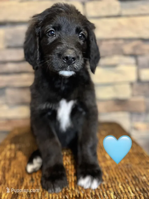 Nana , a female Saint Berdoodle for sale in Lexington, KY – Photo 1 of 9